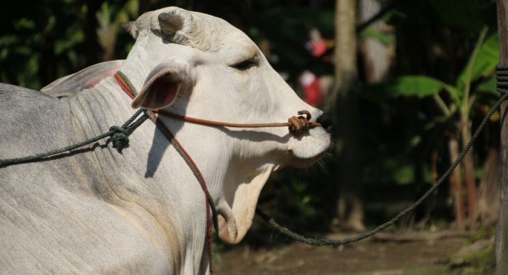 animal sacrifice in islam